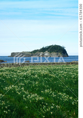 Echizen Coast Narcissus Echizen Kaga Quasi-National Park Kameshima Echizen Coast Narcissus Echizen Kaga Quasi-National Park Kameshima 61784300