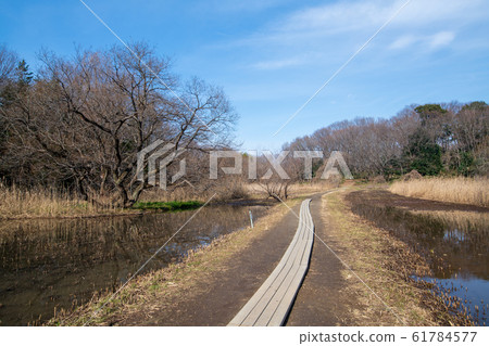Sa玉縣北本市北本自然觀察公園長廊 Sa玉縣北本市北本自然觀察公園長廊 61784577