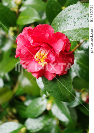 Beautiful camellia (with water drops) Beautiful camellia (with water drops) 61785733