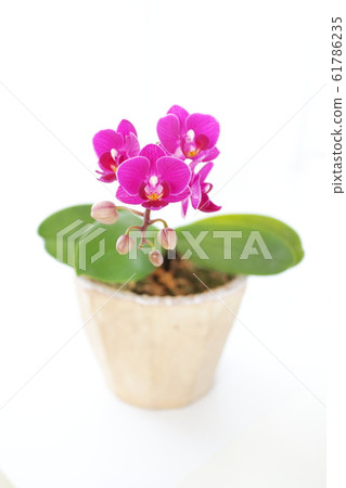 Midi orchid orchid 61786235