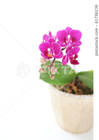 Midi orchid orchid 61786236
