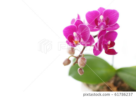 Midi orchid orchid Midi orchid orchid 61786237