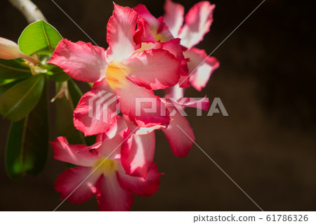 Pink Adenium Obesum flowers in garden. 61786326