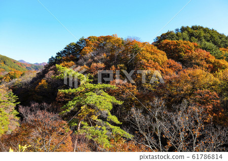 [Yamanashi Prefecture] Autumn Masutomi Radium Line Yamanashi Prefectural Road No. 23 Nirasaki Masutomi Line 61786814