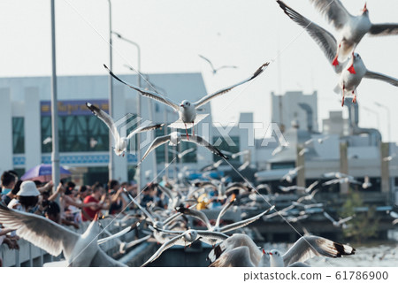 Bang Pu and visitors feeding thousands of seagulls 61786900