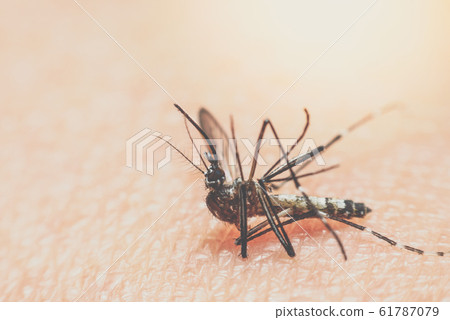 Macro of mosquito (Aedes aegypti) sucking blood Macro of mosquito (Aedes aegypti) sucking blood 61787079