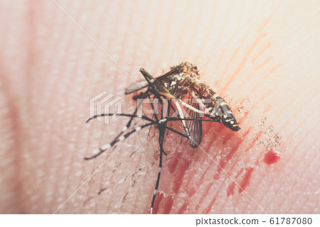 Macro of smashed mosquito (Aedes aegypti) to died Macro of smashed mosquito (Aedes aegypti) to died 61787080