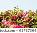 Camellia, camellia, camellia, cold camellia, flower, pink, red 61787364