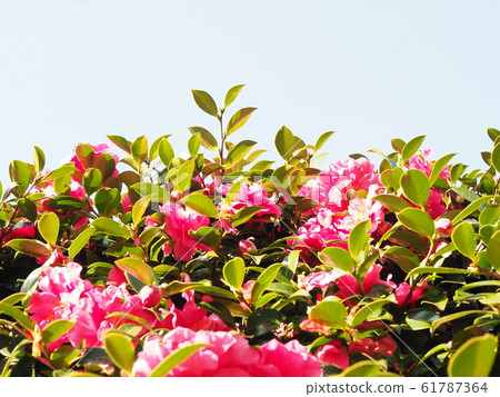 Camellia, camellia, camellia, cold camellia, flower, pink, red Camellia, camellia, camellia, cold camellia, flower, pink, red 61787364