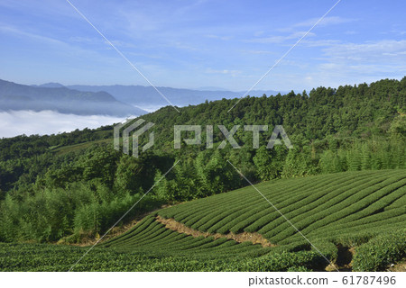 New Taipei City, Pinglin District, Tea Garden Scenery, Yunhai New Taipei City, Pinglin District, Tea Garden Scenery, Yunhai 61787496