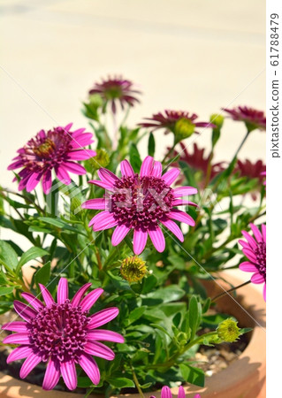 Double osteospermum 61788479