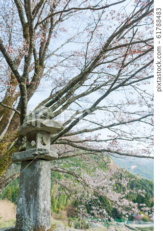 櫻神之里山櫻 櫻神之里山櫻 61788483