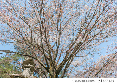 Rakujin no Satoyama Sakura 61788485