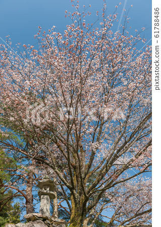 Rakujin no Satoyama Sakura 61788486