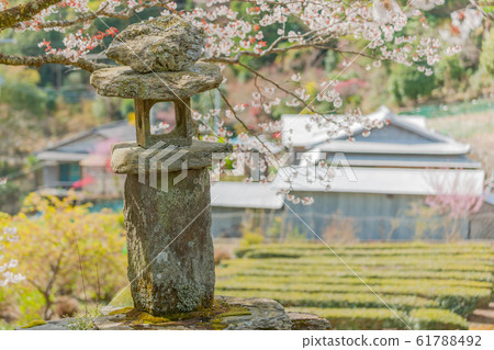Rakujin no Satoyama Sakura Rakujin no Satoyama Sakura 61788492