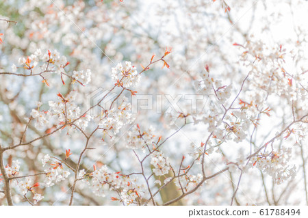 Rakujin no Satoyama Sakura Rakujin no Satoyama Sakura 61788494