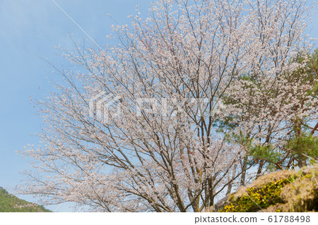 櫻神之里山櫻 櫻神之里山櫻 61788498