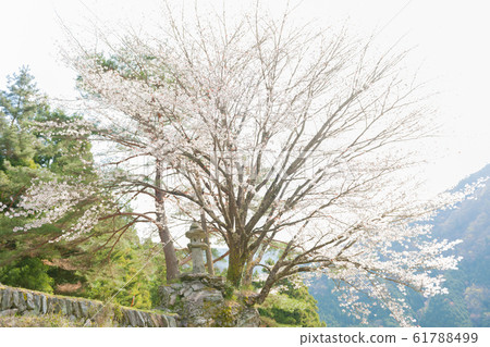 櫻神之里山櫻 櫻神之里山櫻 61788499