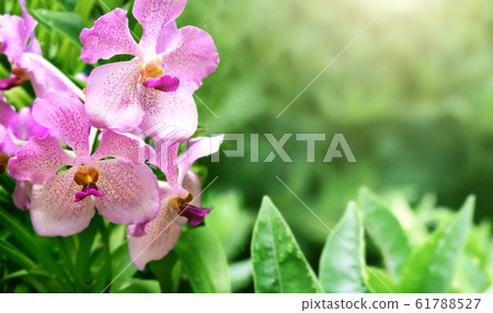 Beautiful magic spring scene with orchid flowers 61788527