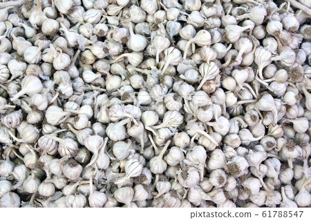 Full background with garlic bulbs Full background with garlic bulbs 61788547