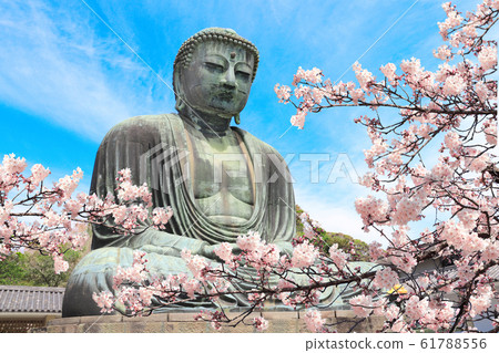 The Great Buddha and sakura flowers, Kotoku-in 61788556