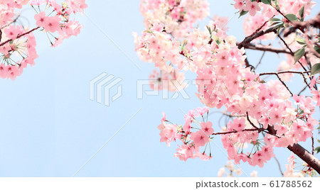 Branch of the blossoming sakura with pink flowers 61788562