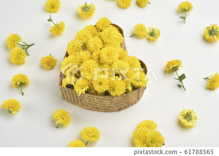 Chrysanthemum, close-up, organic, petal, love, heart-shaped Chrysanthemum, close-up, organic, petal, love, heart-shaped 61788565