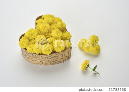 Chrysanthemum, close-up, organic, petal, love, heart-shaped Chrysanthemum, close-up, organic, petal, love, heart-shaped 61788568
