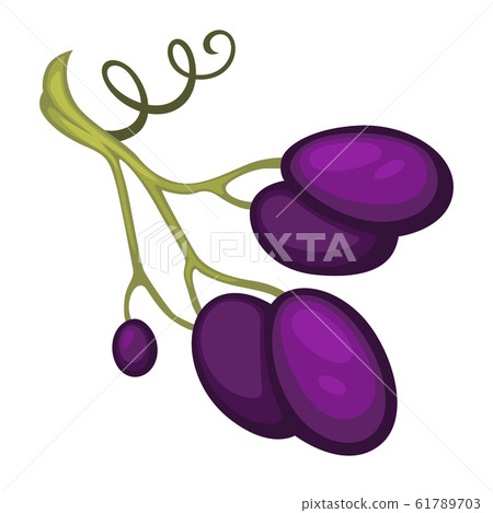 Separate stem of wine grapes branch close up 61789703