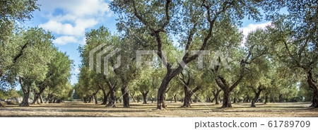 Olive plantation at Torre Sant Andrea Puglia Italy 61789709