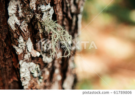Close up Lichen fungi growing on tree bark in 61789806