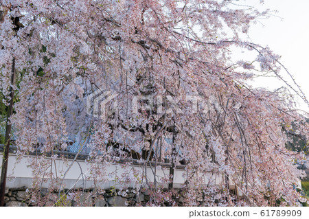 Branched cherry blossoms of Meigyo-ji 61789909