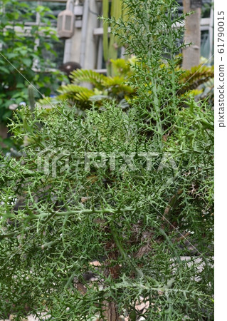 銀座之珊瑚(Euphorbia Stenoclada) 銀座之珊瑚(Euphorbia Stenoclada) 61790015