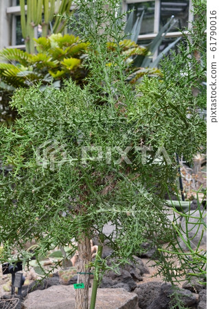 銀座之珊瑚 Euphorbia Stenoclada 照片素材 圖片 圖庫