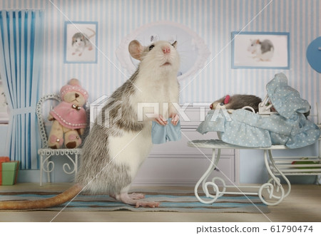 Mother rat changes the panties to her baby 61790474