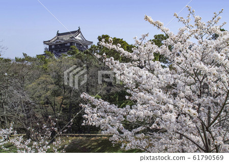 Okazaki Park Sakura Festival 61790569