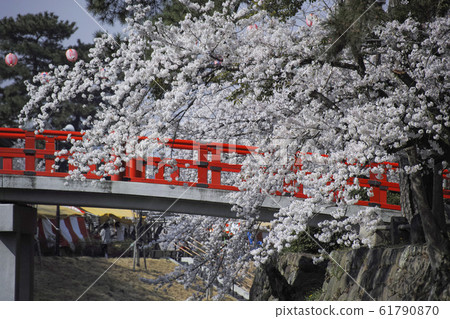 岡崎公園櫻花節 岡崎公園櫻花節 61790870