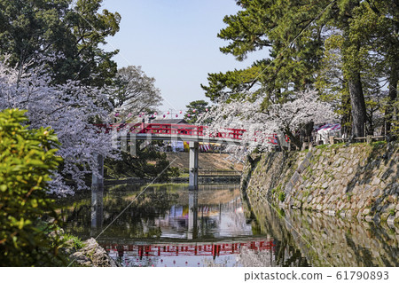 岡崎公園櫻花節 61790893