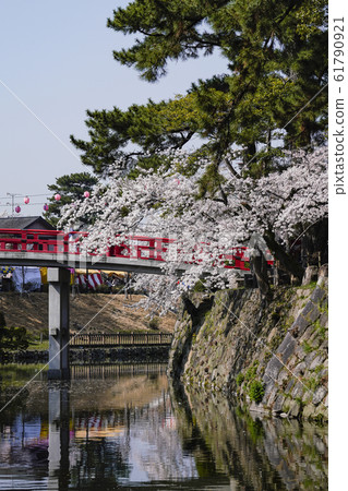 岡崎公園櫻花節 61790921