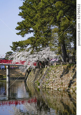Okazaki Park Sakura Festival Okazaki Park Sakura Festival 61790922