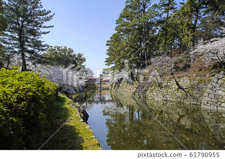 岡崎公園櫻花節 61790955