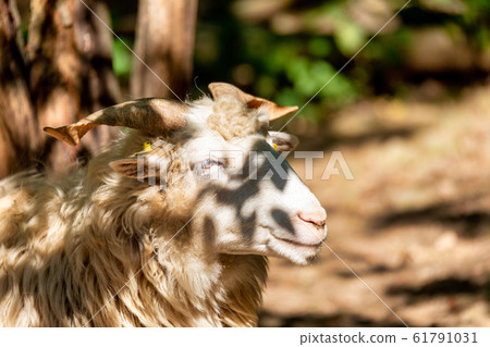 ram or rammer, male of sheep ram or rammer, male of sheep 61791031
