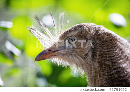 Red-legged seriema, Cariama cristata Red-legged seriema, Cariama cristata 61791032