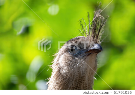 Red-legged seriema, Cariama cristata 61791036