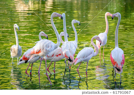Beautiful American Flamingos 61791067