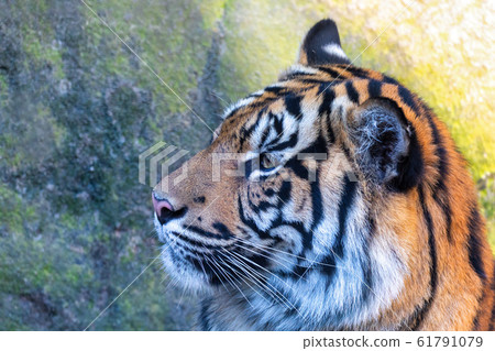 Sumatran Tiger, Panthera tigris sumatrae Sumatran Tiger, Panthera tigris sumatrae 61791079
