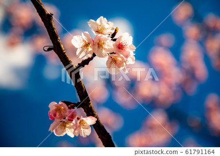 Cherry Blossom Cherry Blossom 61791164