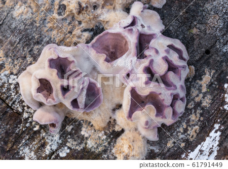 Chondrostereum purpureum 61791449