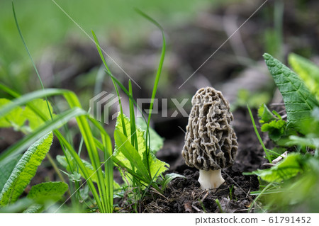Morchella esculenta Morchella esculenta 61791452