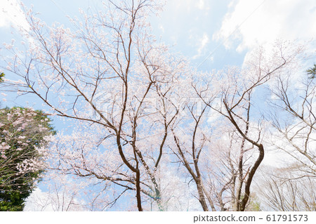 Edoganzakura of the deep mountains Edoganzakura of the deep mountains 61791573